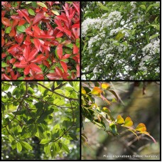 Photinia glabra rubens x 1 Hedging plants Fast Growing Garden Screening Hedge Shrubs Trees Red Orange Leaves White Flowering Hardy Plants Drought Frost